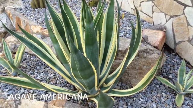 Agave americana. Garden Center online Costa Brava - Girona. смотреть онлайн