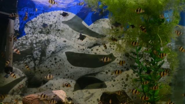 Суматранские барбусы и барбусы мутанты, аквариумные рыбки смотреть онлайн