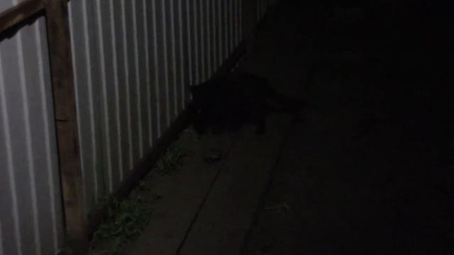 Молодой кот первый раз увидел жабу.mp4 смотреть онлайн