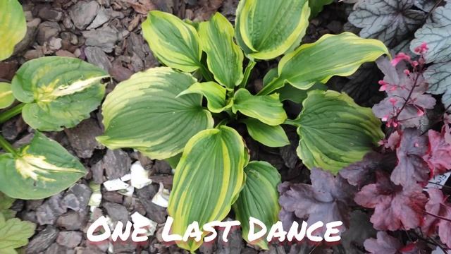 Осенний окрас хоста сорт One Last Dance смотреть онлайн