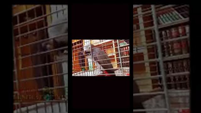ПОПУГАЙ ЧИТАЕТ КОРАН! ЧУДЕСА АЛЛАХА ЧУДЕСА... смотреть онлайн