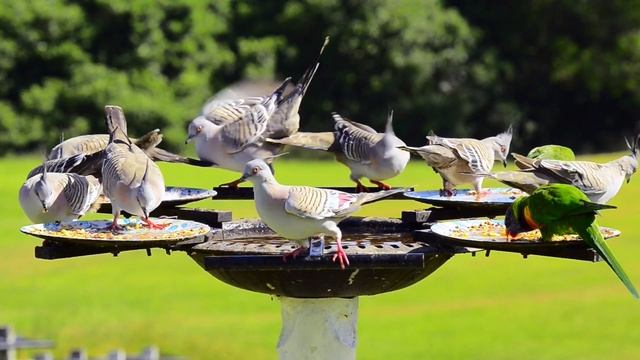 WILD BIRDS of Australia | Fauna Australiana. смотреть онлайн