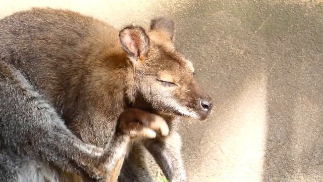 Bennett Känguru (Macropus rufogriseus) Zoo Vienna – LUMIX DC-FZ 82 Zoom смотреть онлайн