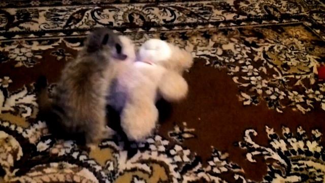 Сурикат играет смотреть онлайн