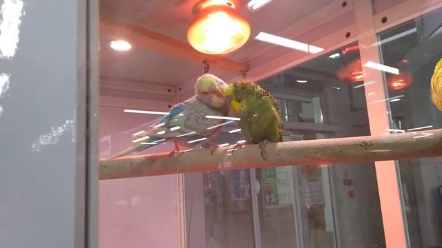 Волнистые попугайчики пара смотреть онлайн