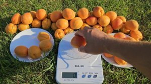 Абрикос Харостар.