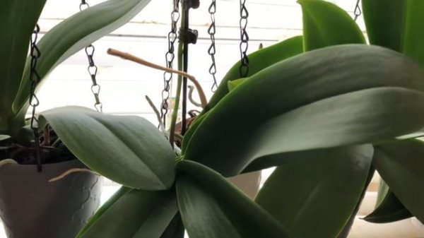 Grocery store Phalaenopsis update/and some bad news