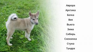 Клички для западносибирской лайки | красивые имена для лаек