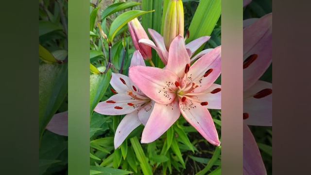 Crini de grădină ( Lilium)!2021.COVER. Par:17. смотреть онлайн