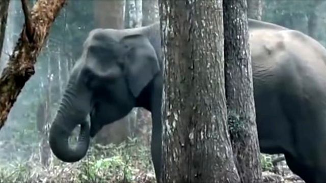 Лесники заметили слона, который неожиданно стал дымиться. Вы АХНЕТЕ узнав почему! смотреть онлайн