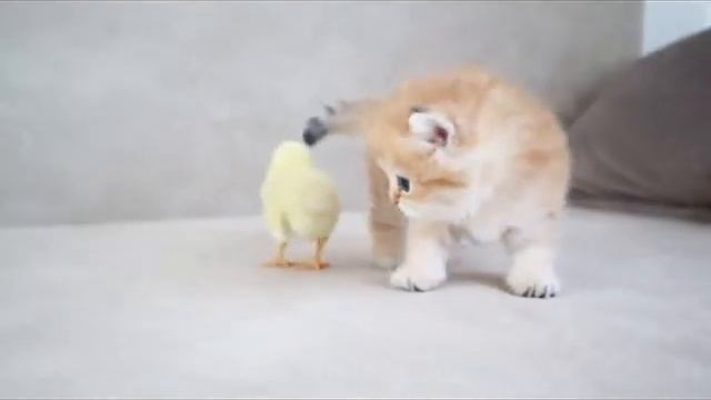 Оранжевый пушистый "апельсин" и желтый "лимон": котенок и цыпленок смотреть онлайн