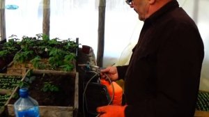 ЕЖЕВИКА - СУПЕР СПОСОБ РАЗМНОЖЕНИЯ !!! Зимнее размножение ежевики.