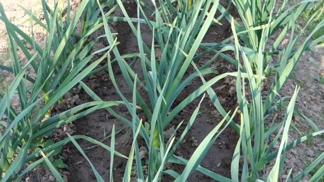 ЧЕСНОК РАЗМЕРОМ С КУЛАК- КАК ВЫРАСТИТЬ смотреть онлайн