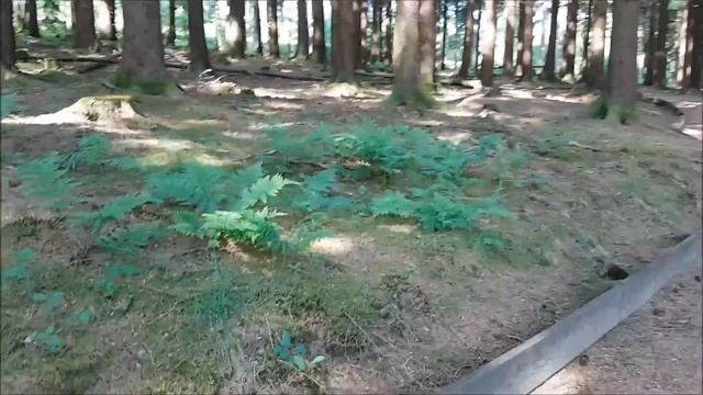 Лес в Ольпе смотреть онлайн