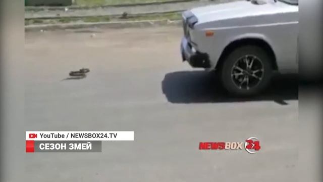 Нашествие змей: эксперты советуют жителям Владивостока быть осторожнее смотреть онлайн