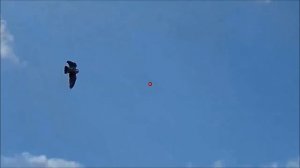 Как стрелять голубя вяхиря? НОВЫЕ ВИДЕОПРИМЕРЫ!!!