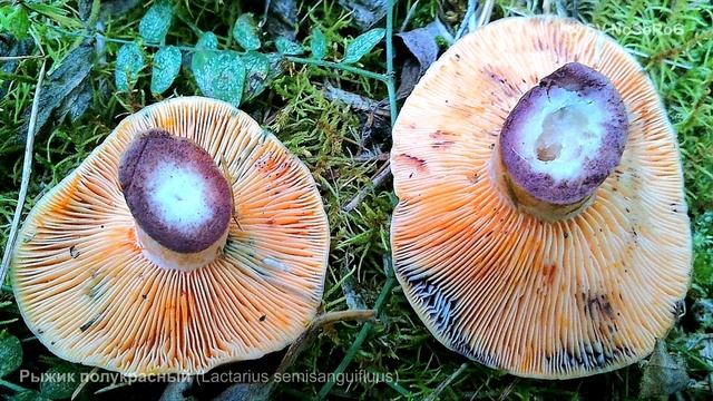 Рыжик полукрасный (Lactarius semisanguifluus) смотреть онлайн