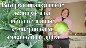 КАПУСТА на чёрном спанбонде. РАСТИМ на целине! / Cabbage on virgin soil with black spunbond