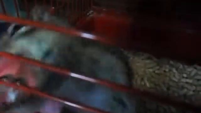 злой бурундук смотреть онлайн