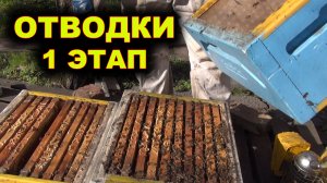 Отводки весной. 1 этап.