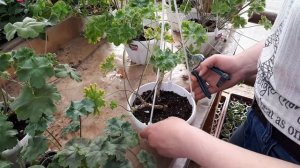 Пеларгонии ЗОНАРТИКИ.