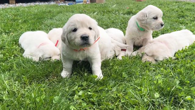 Dahlia's Goldens - Petunia and Zero's litter 5 1/2 weeks смотреть онлайн