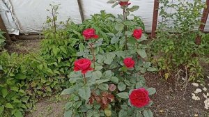 Роза Фальстафф . Rosa Falstaff . Английская роза .