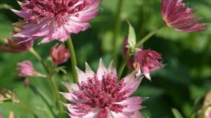 Астранция  –  Выращивание и уход