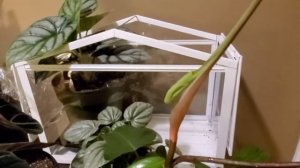 Philodendron Florida green - plant growth