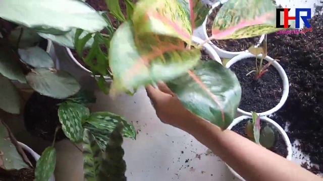 Weekend bersama Tanaman Hiasku #tanamanhias #plants #aglonema #caladium #calathea #aglaonema смотреть онлайн
