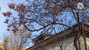 Жизнь на юге Англии.Озвучила и осудала откровения другой о том,как та сумела на себе женить