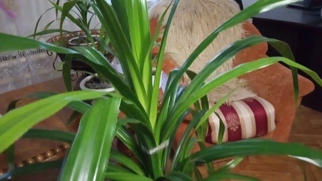 Комнатное растение Панданус Выращивание Уход