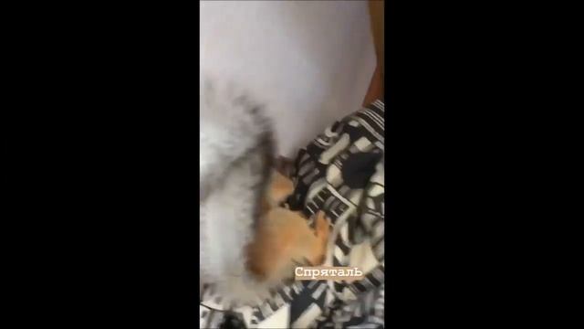 Белка Соня. Новосибирск. Squirrel Sonia. Novosibirsk. смотреть онлайн