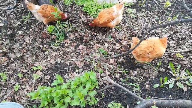 ?НАРЦИССЫ РАЗНЫХ СОРТОВ? ТЮЛЬПАНЫ?DIFFERENT VARIETIES OF DAFFODILS?? смотреть онлайн