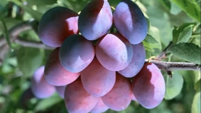 сорт сливы Ника - описание смотреть онлайн