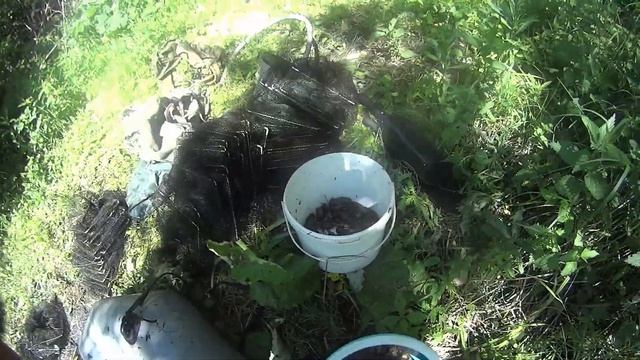 Ловля раков на гармошки, попалось много рака, эффективная приманка. смотреть онлайн