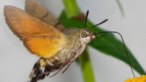 5 удивительных насекомых | Редкие насекоые