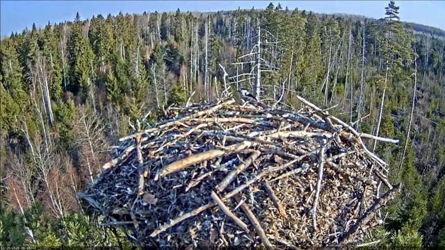 dižraibie šeftējas pa Ivo ligzdu. 28.03.2020 смотреть онлайн