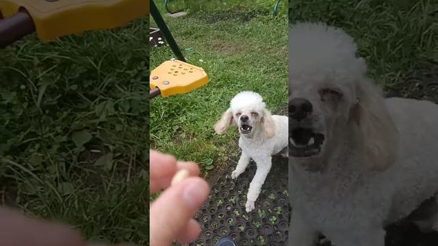 Как научить собаку команде сидеть? смотреть онлайн