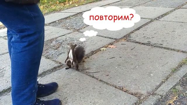 Дикая белка ест орехи с рук смотреть онлайн