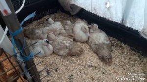 Мускусные утки.Тяжелая линия мускусных уток.Вес утят в 60 дней.