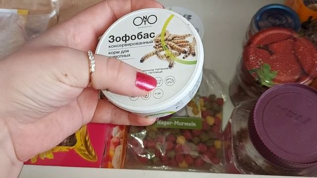 Что в нашей полочке для крыс и улиток)Лакомства и прикормы смотреть онлайн