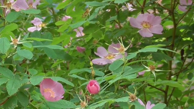 Усиление зрения оздоровление глаз Полная версия Настрои академика Сытина Г.Н. смотреть онлайн