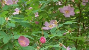 Усиление зрения оздоровление глаз  Полная версия Настрои академика Сытина Г.Н.