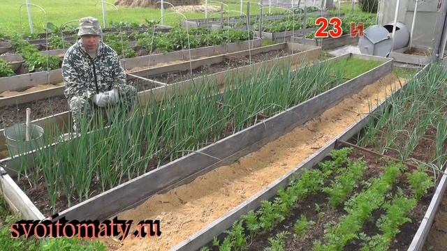 Выращивание озимого лука от посадки до уборки урожая на хранение смотреть онлайн