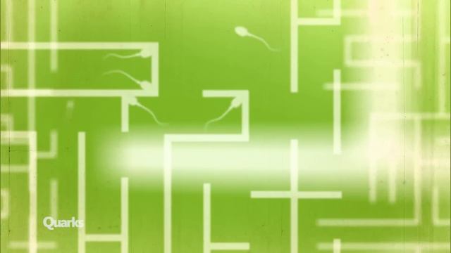 Befruchtung: So gelangt Sperma zur Eizelle | Quarks смотреть онлайн