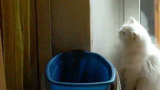 слесарь кошка Соня:)).AVI