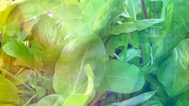 ЩАВЕЛЬ ПОЛЕЗЕН ИЛИ ВРЕДЕН? | Щавель польза и противопоказания, кому вреден щавель, витамины