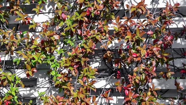 Marshalls' Plant of the Month: Trachelospermum Jasminoides смотреть онлайн