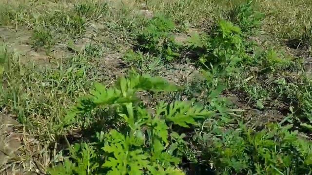 Beifußblättrige Traubenkraut (Ragweed/Ambrosia) - Erste Boten - 16.06.18 (Ambrosia artemisiifolia) смотреть онлайн